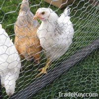 Hexagonal Chicken Wire Netting