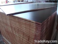 Sell black film coated shuttering plywood for construction