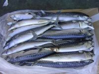 Frozen mackerel fish for sale