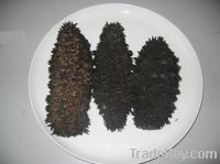 Sell Sea Cucumber, Sea Horse, Fish Maw