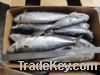 frozen mackerel fish