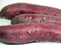 Sell SWEET POTATO