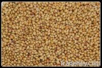 Sell Coriander seeds, sesame seeds