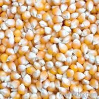 Sell yellow corn, soybeans