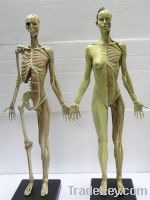Sell anatomical model