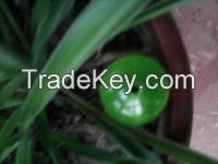 Flavour green round jade