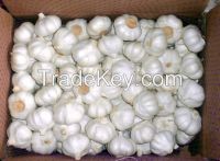 Fresh China-Origin Garlic