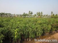 Sell mango plant & mango tree
