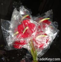 Sell anthurium flower