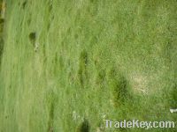 Sell cattle grass seed ( alfalfa )