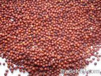 Sell red millet