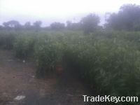 Sell Grafted mango plant