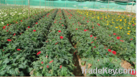 Sell Gerbera seeding plant