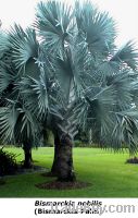 Bismarckia nobilis (Big Palm)