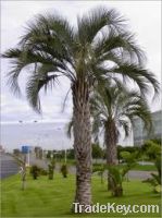 butia capitala palm