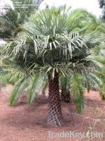 copernica prunifera palm tree