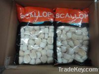 Sell Sea Scallop(Patinopecten Yessoensis)