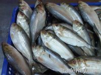 Processing and supplying a wide range of sea marine fish from Vietnam