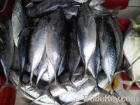 For sales: Frozen sea marine fishes whole round from Vietnam