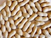 Groundnuts