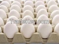 White Fresh Table eggs