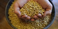 Sell Offer Soybean Grains