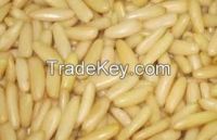 Pine Nut Kernels