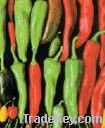 Sell Chili Pepper Red & Green