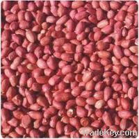 Sell red skin peanuts