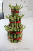 Supply Lucky bamboo 3 layer tower