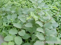 Sell Giant Knotweed Extract&Resveratrol
