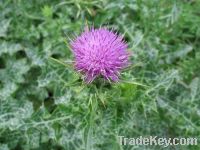 Sell Milk Thistle extract