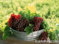 Sell Grape Seed extract