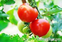 Sell Lycopene