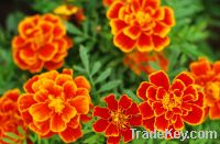 Sell Marigold extract & Lutein