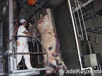 Sell Livestock Slaughter (Abattoir) Half Carcass Band Splitting Saw