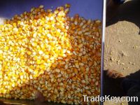  Maize | Maize Exporter | Corn Grain Seller | Maize Buyer | Bulk Maize Grain Importer | Corn bean Buyer | Corn bean Wholesaler | Corn Grain Manufacturer | Best Quality Corn Grain | Cheap Maize Supplier | Low Price Corn | Yellow Corn | White Cron | Baby Ma