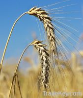 Feed Wheat, Ukraine