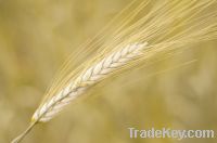 Soft Milling Wheat, Grade II and III, Ukraine