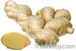 Sell Fresh Ginger