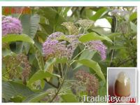 Sell  Callicarpa Nudiflora Dry Extract