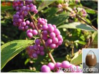 Sell Callicarpa Kwangtungensis Dry Extract