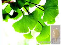Sell Ginkgo Leaf  Extract