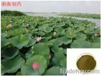 Sell Lotus Leaf Ultrafine Powder