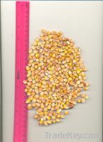  Maize | Maize Exporter | Corn Grain Seller | Maize Buyer | Bulk Maize Grain Importer | Corn bean Buyer | Corn bean Wholesaler | Corn Grain Manufacturer | Best Quality Corn Grain | Cheap Maize Supplier | Low Price Corn | Yellow Corn | White Cron | Baby Ma