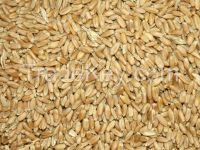 Feed Wheat, Barley, Corn, other