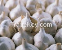 Whole Garlic