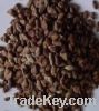 Sell  Voacanga  Africana seeds