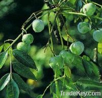 Sell Top Quality Fructus Meliae Toosendan