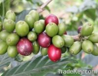 Export Coffee Beans | Arabica Coffee Beans Suppliers | Robusta Coffee Beans Exporters | Coffee Bean Traders | Wholesale Coffee Beans | Buy Coffee Beans | Bulk Coffee Bean | Green Coffee Bean Buyer | Low Price Roasted Coffee Bean | Import Coffee Bean | Cof